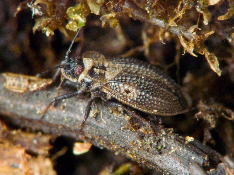 Acalypta marginata (Wolff, 1804)